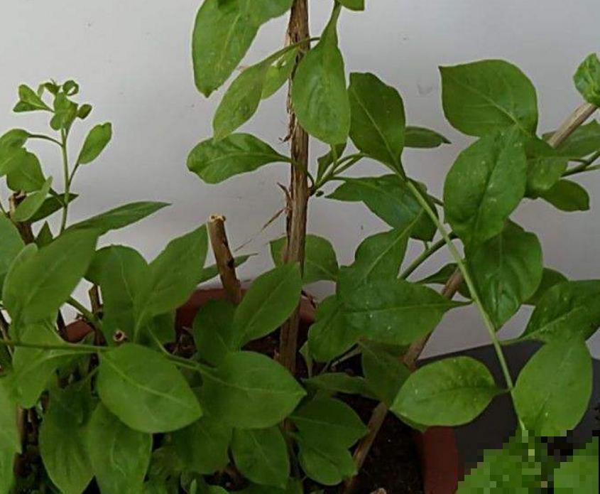 枸杞特好养,种子一埋,小红果挂满枝头! 枸杞特好养,种子一埋,小红果挂满枝头!