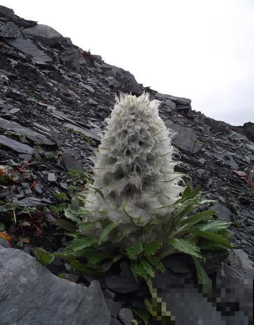 水母雪兔子究竟多濒危，看完你就知道了