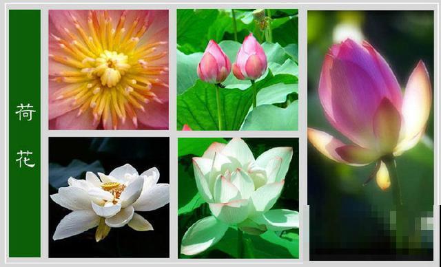 最齐全的《百花图谱》,珍藏起来,路边花都能叫上名! 最齐全的《百花图谱》,珍藏起来,路边花都能叫上名!