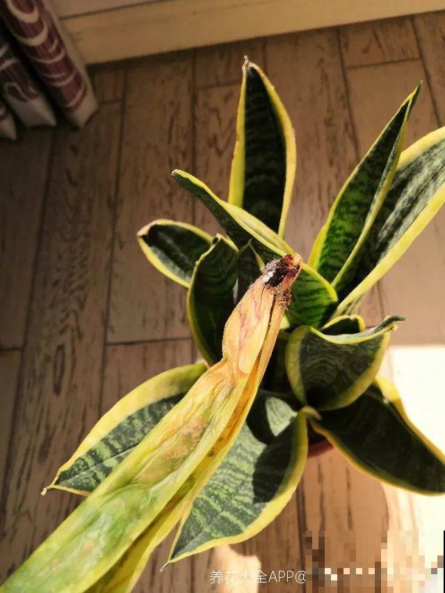 都说这花很好养,为啥还是养死了?就是因为管不住手! 都说这花很好养,为啥还是养死了?就是因为管不住手!