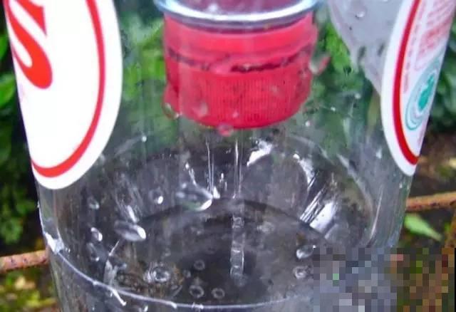 旧筷子、老干妈瓶，都是养花宝贝，做盆浇水都能用！