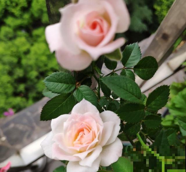 白桃妖精放卧室，美观又清新，还能助眠！