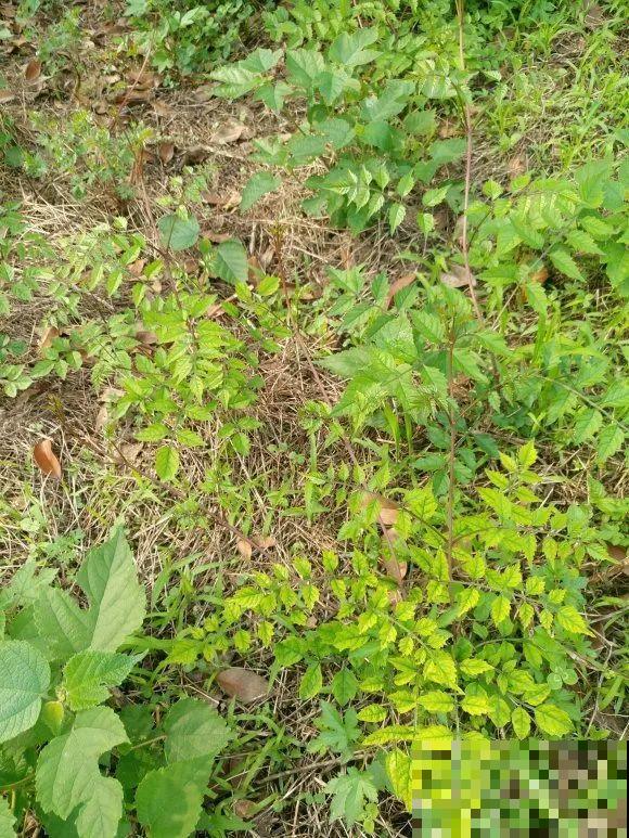 5种花最好别养,根钻得到处都是,砍都砍不尽! 5种花最好别养,根钻得到处都是,砍都砍不尽!