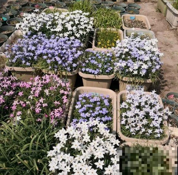 种花赚钱？要是有块地，真的发财了！