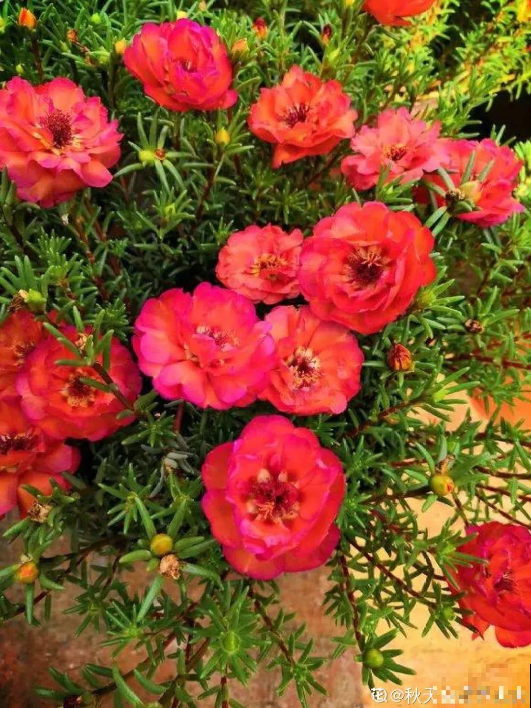 8种花,养小不养老,越老开花越少! 8种花,养小不养老,越老开花越少!