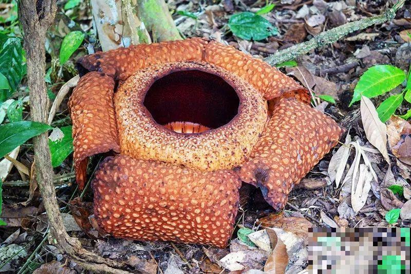 8种花再好看也别养,臭气熏天,恶心得吃不下饭! 8种花再好看也别养,臭气熏天,恶心得吃不下饭!