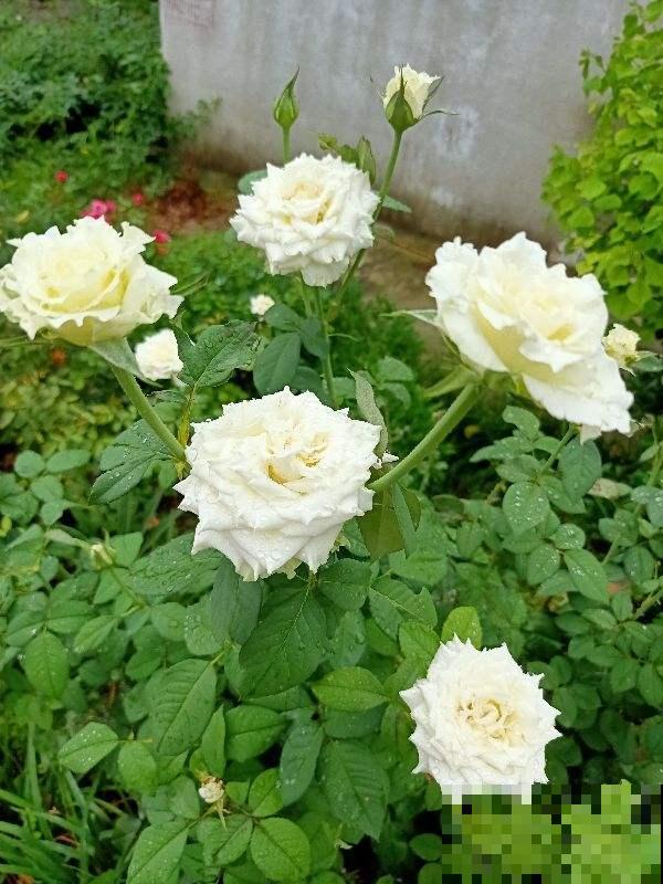 养花形成的8个习惯,听说超级准,你中了几条? 养花形成的8个习惯,听说超级准,你中了几条?