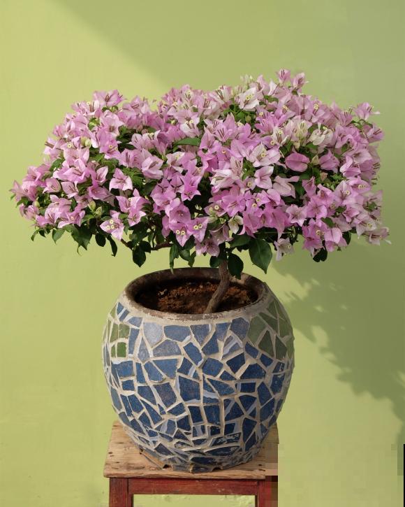 养花在精不在多,一盆精品,胜过10盆普通花! 养花在精不在多,一盆精品,胜过10盆普通花!