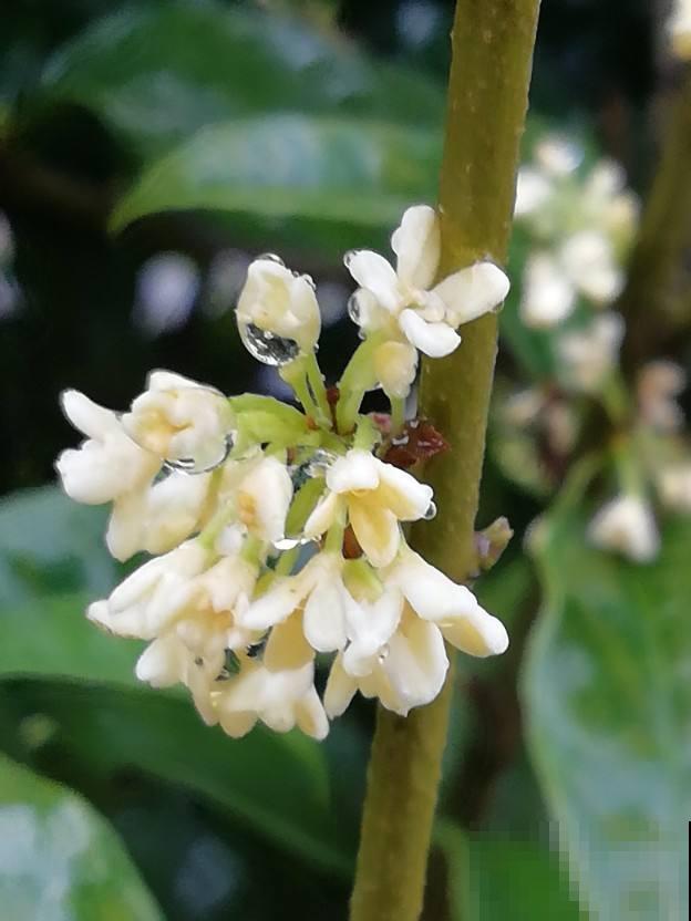 九月份养桂花,5个要点要记牢,不然花叶掉光了,只剩光杆 九月份养桂花,5个要点要记牢,不然花叶掉光了,只剩光杆