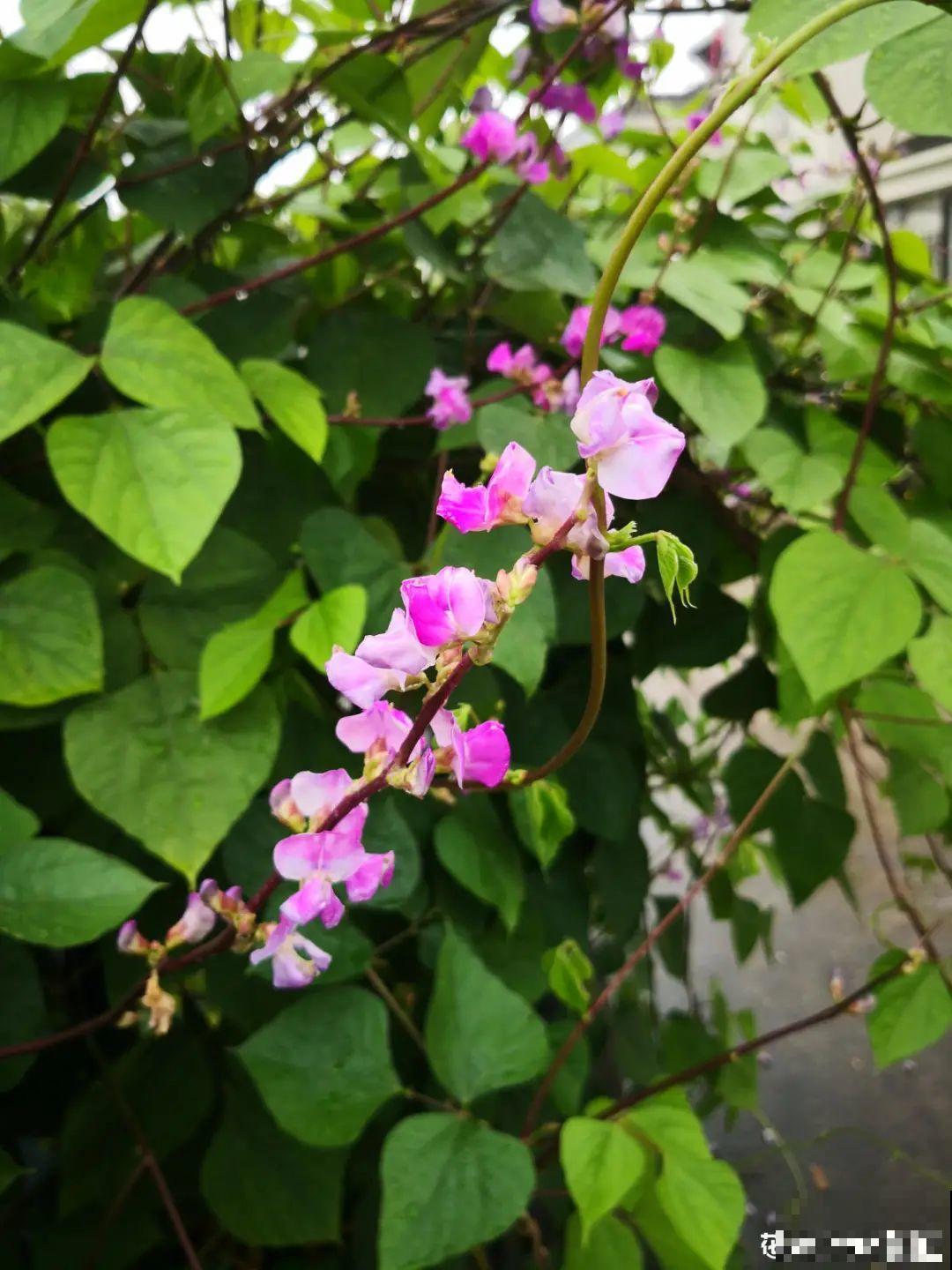 农村养出的“宝藏”花,精致可爱,一点也不土气! 农村养出的“宝藏”花,精致可爱,一点也不土气!