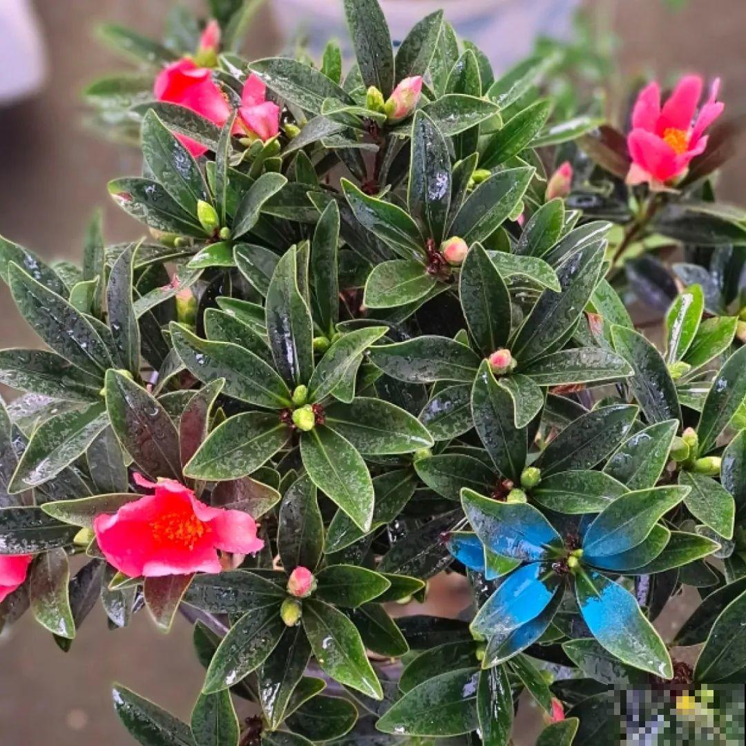 20到养花题，看看你能对几道，对一半就是大神