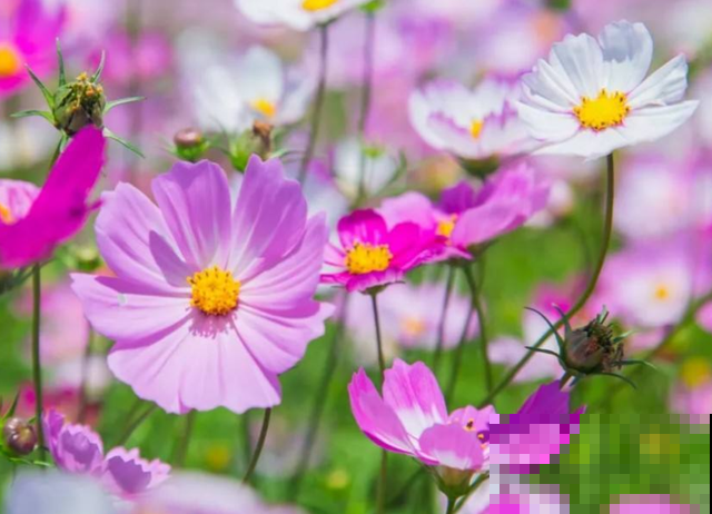 初入花坑,就选这些懒人花,种一次开好几个月! 初入花坑,就选这些懒人花,种一次开好几个月!