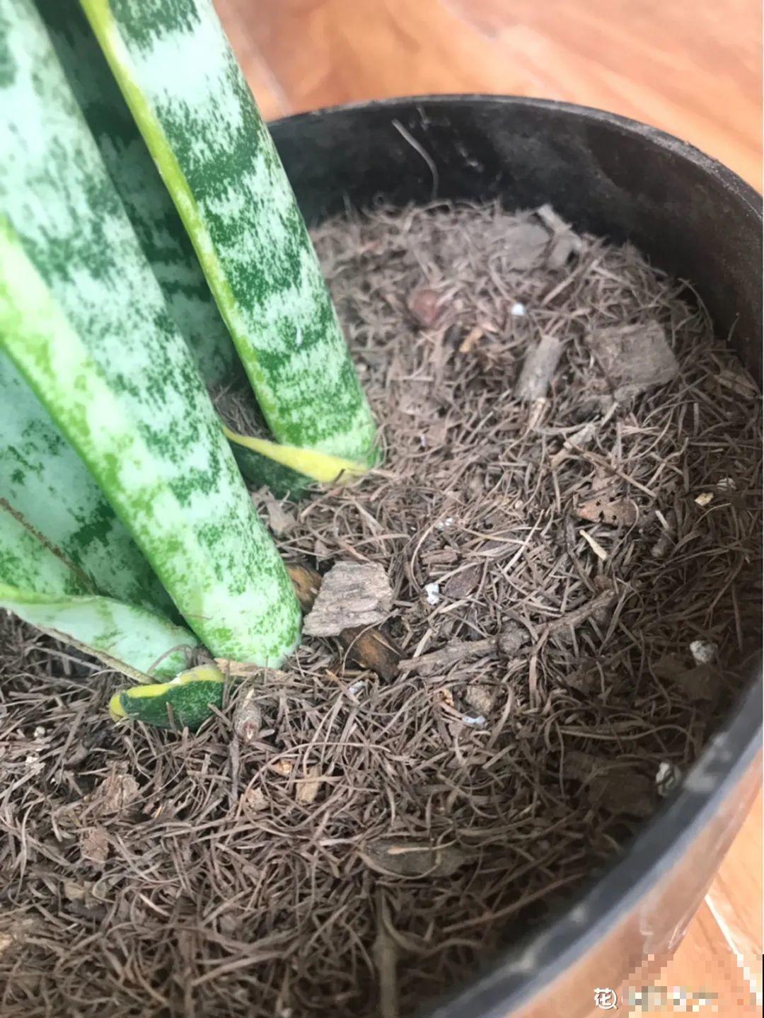 路边捡点松果，开水一烫来养花，透气不烂根！