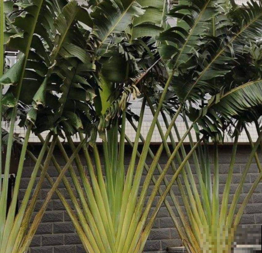 高大威猛的旅人蕉,室内养一盆,热带风情满满! 高大威猛的旅人蕉,室内养一盆,热带风情满满!