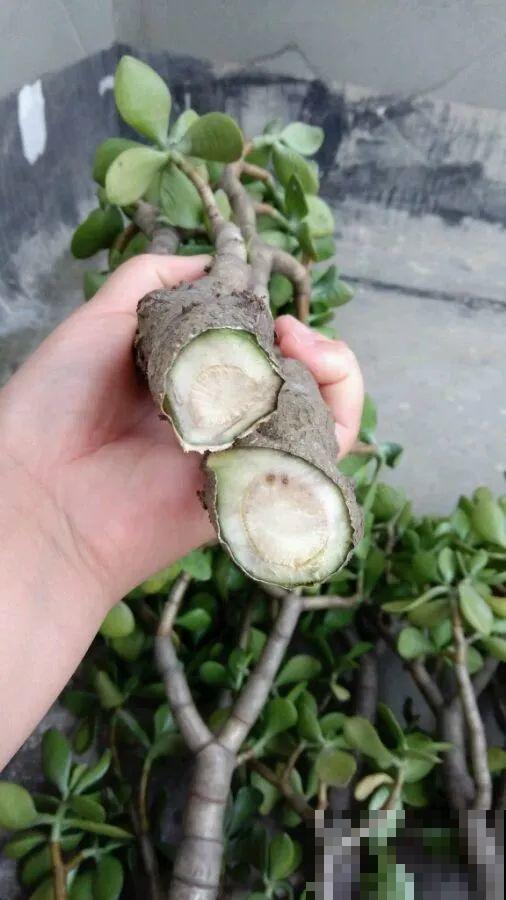 秋凉容易生虫子，月季招来害虫，必须赶紧换盆