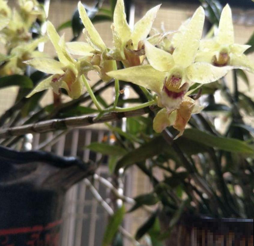 小众盆栽云南铁皮，把“黄金”种到家里，值大了！