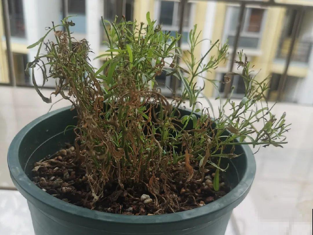 一次性的花，秋天开完就扔了，别浪费时间！