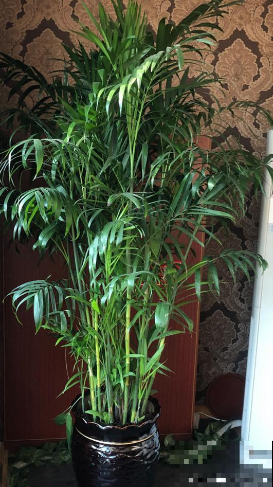 这5种绿植,长得实在太像了,一不小心就买到假货! 这5种绿植,长得实在太像了,一不小心就买到假货!