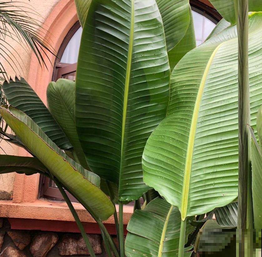 高大威猛的旅人蕉,室内养一盆,热带风情满满! 高大威猛的旅人蕉,室内养一盆,热带风情满满!