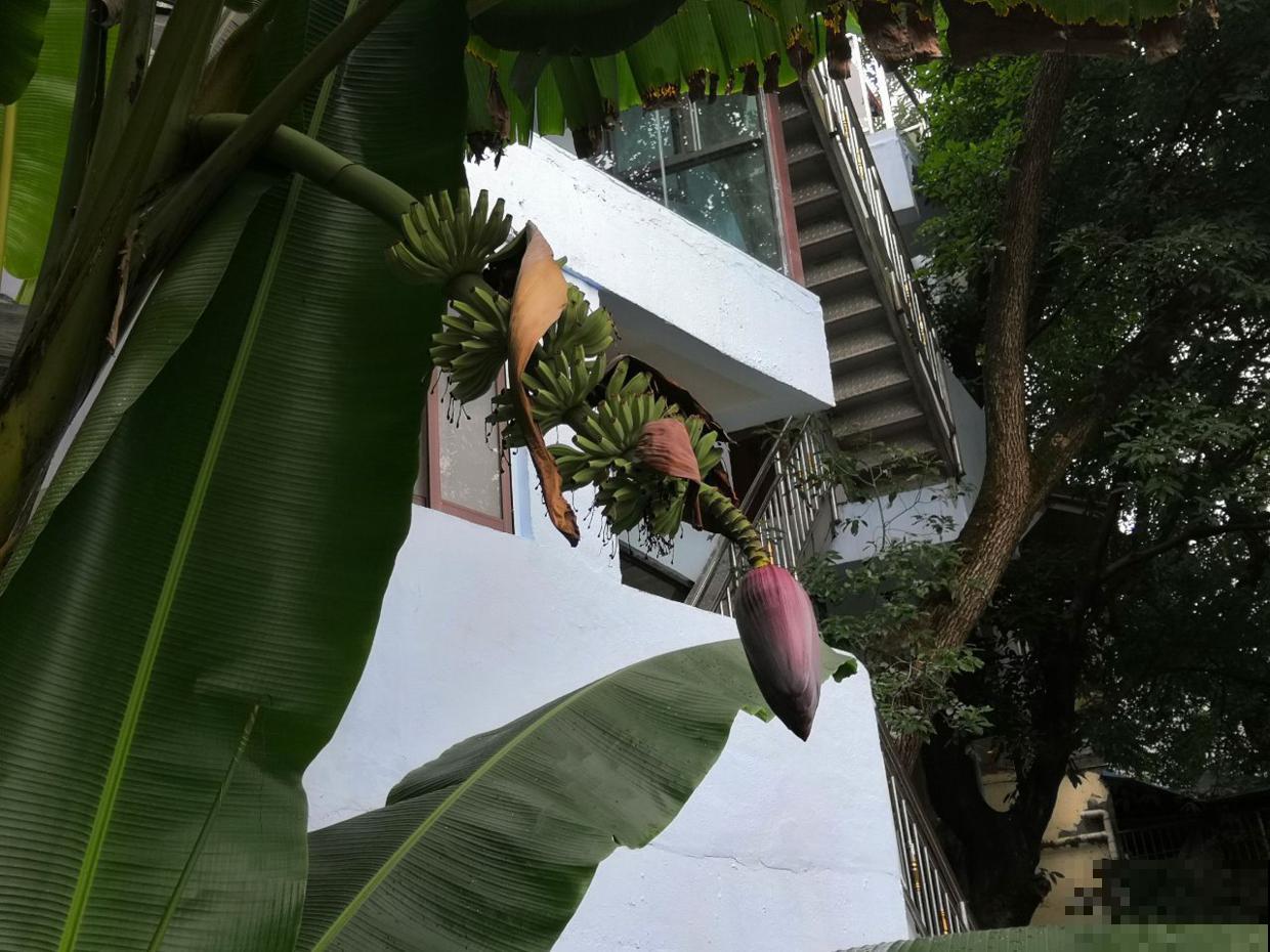 8种水果特常见,大部分人没见过开花,认识5种就是大神 8种水果特常见,大部分人没见过开花,认识5种就是大神