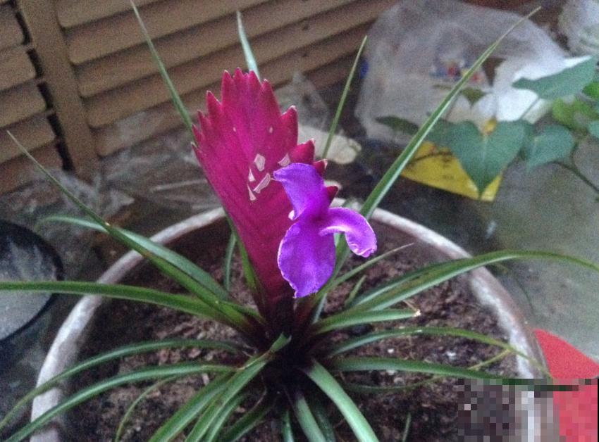 凭借“死亡芭比粉”,虏获无数花友的心,当属铁兰! 凭借“死亡芭比粉”,虏获无数花友的心,当属铁兰!