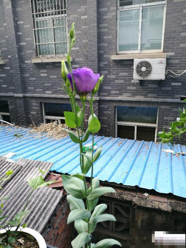 秋季养花大合集，30种花，你想要的我全有！