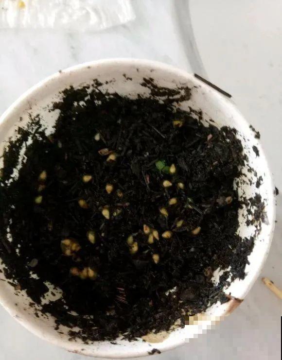 西红柿、玉米……埋土里，7天长成小森林，结出果子一大筐！