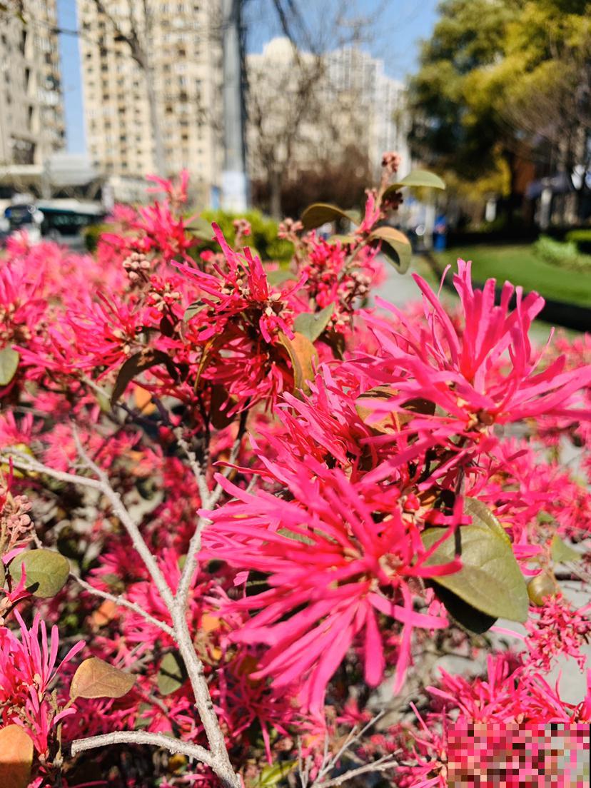 开花超好看的红檵木,开花红得发紫,像锦带一样美 开花超好看的红檵木,开花红得发紫,像锦带一样美