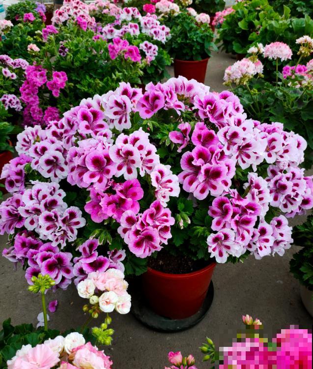 天竺葵最美的20个品种,不养一盆,对不起自己! 天竺葵最美的20个品种,不养一盆,对不起自己!