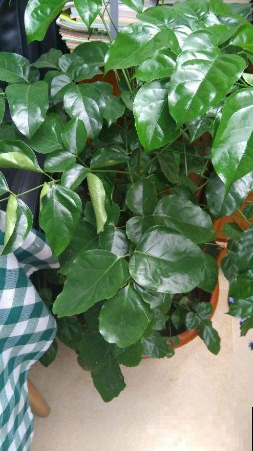 淘米水里加点料,养分更充足,花喝了砰砰冒花苞 淘米水里加点料,养分更充足,花喝了砰砰冒花苞