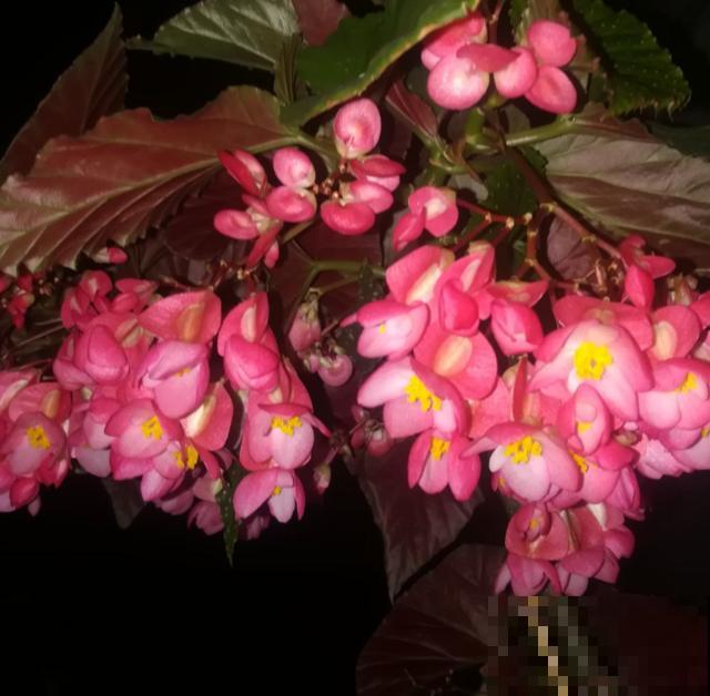 银星海棠特能开，阳台种一盆，一开就是一整年！