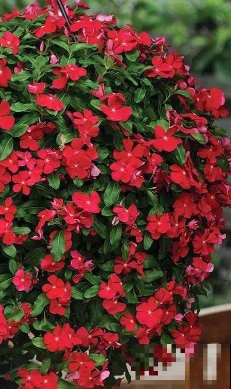 1种花是开花机器，只要温度合适，一年四季都能开花