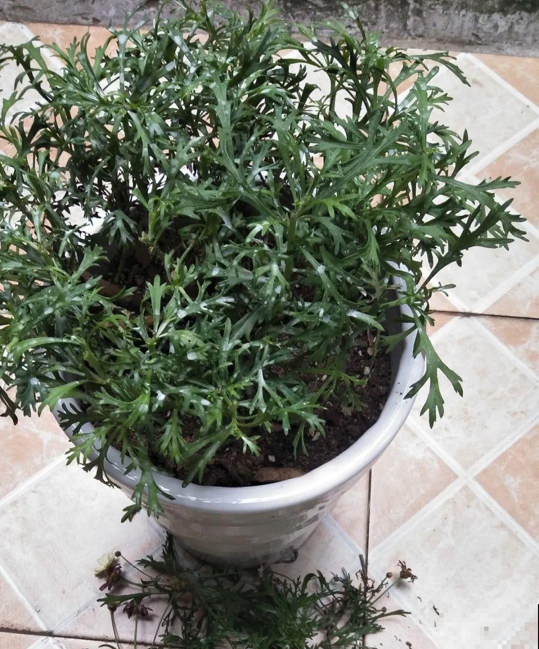 8种花,养小不养老,越老开花越少! 8种花,养小不养老,越老开花越少!