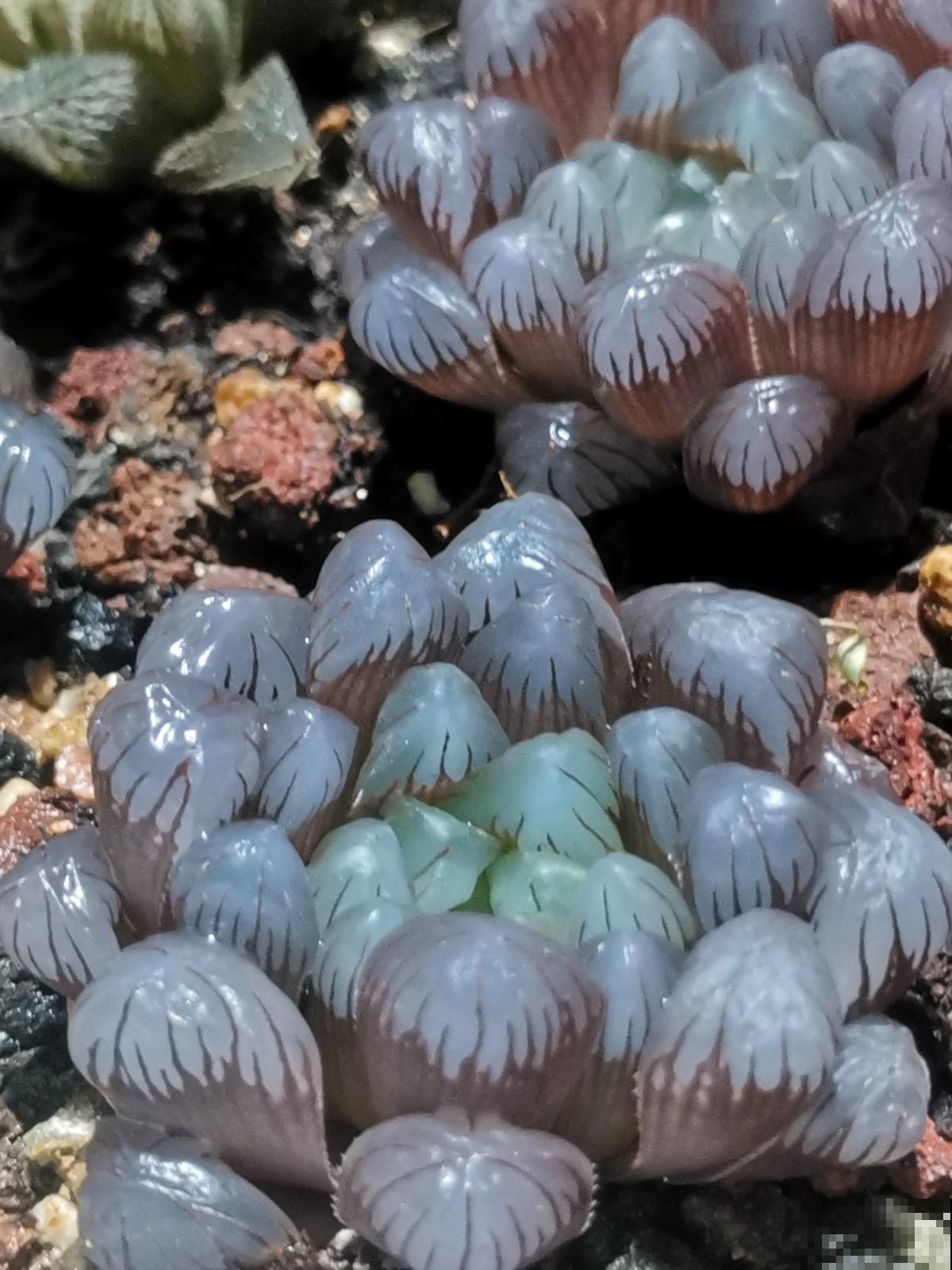 多肉这么养,才能养的白白胖胖,10年不烂根 多肉这么养,才能养的白白胖胖,10年不烂根