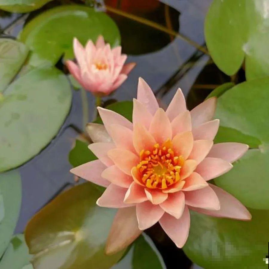 20到养花题，看看你能对几道，对一半就是大神