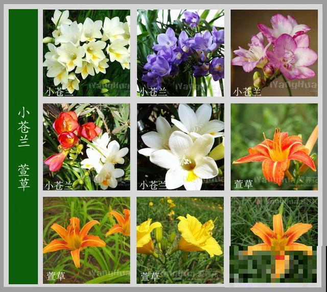 最齐全的《百花图谱》,珍藏起来,路边花都能叫上名! 最齐全的《百花图谱》,珍藏起来,路边花都能叫上名!