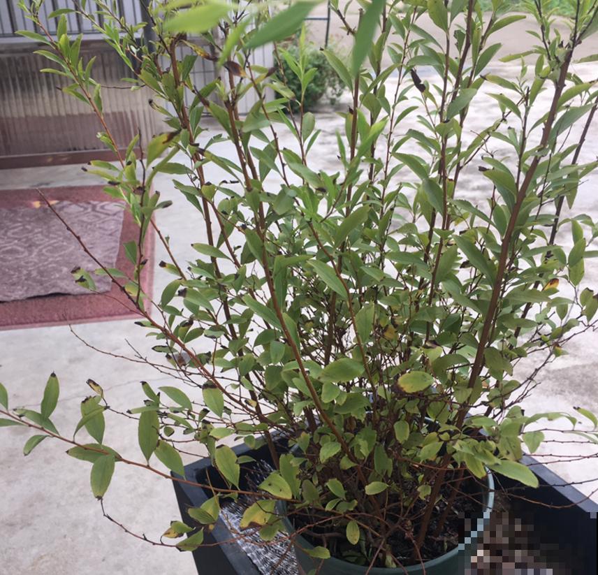 想省事就养雪柳，花美好养活，“懂事”到让人心疼！