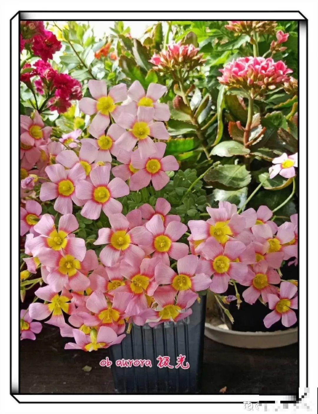 9月后就养这些花,比绿萝好养,疯狂开花到明年! 9月后就养这些花,比绿萝好养,疯狂开花到明年!