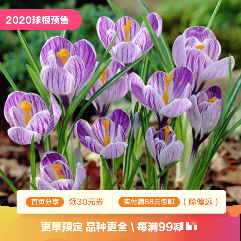 比黄金还珍贵的藏红花,其实在家就能种,三个月就开花! 比黄金还珍贵的藏红花,其实在家就能种,三个月就开花!