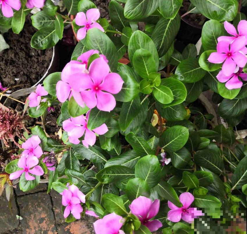 可以自生自长的花,种子掉土里就活,不用管开不停! 可以自生自长的花,种子掉土里就活,不用管开不停!