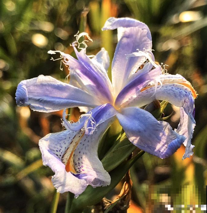 5种名字叫蝴蝶的花，全认识的没几个，最后一种长得太像了！