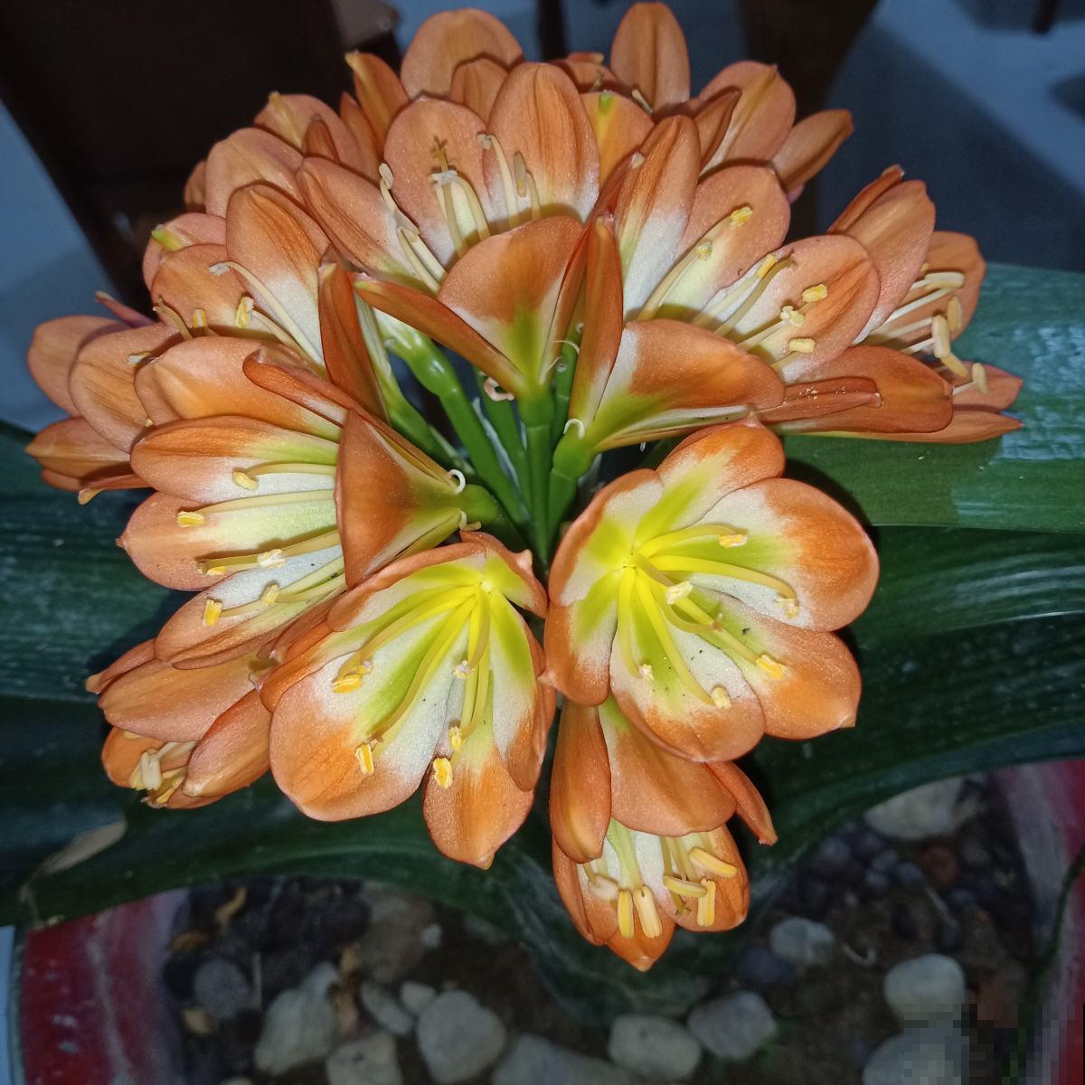 秋季养花大合集，30种花，你想要的我全有！