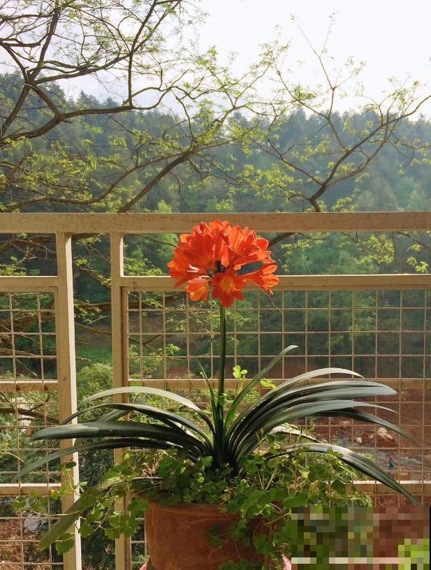 她家的花一开，就赶紧画成水彩画，比真花还美！