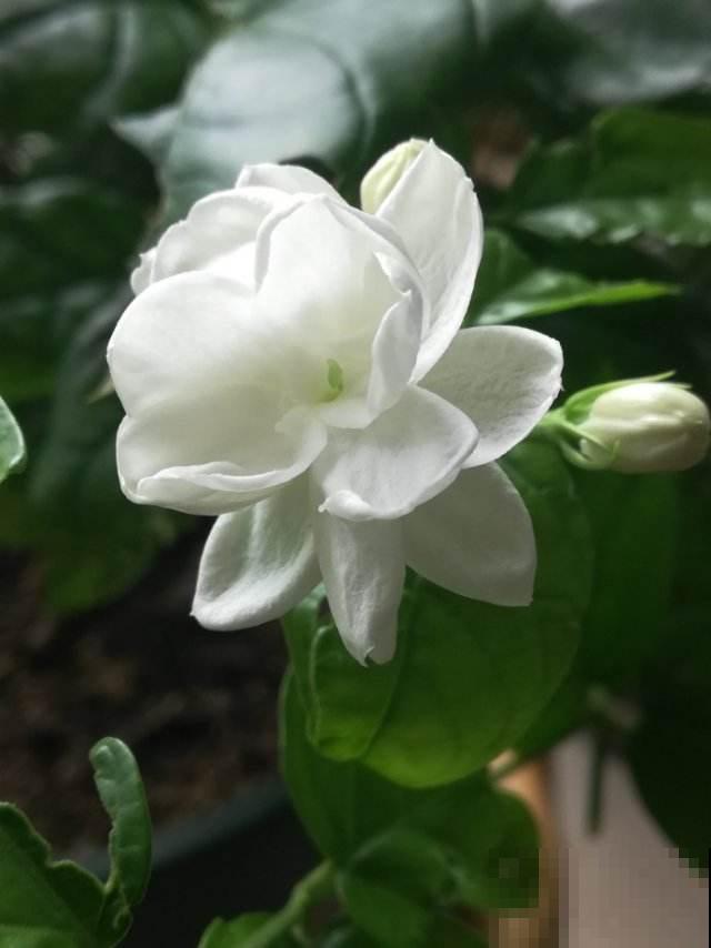 秋天干燥，家里养盆“润心”花，养生对身体好