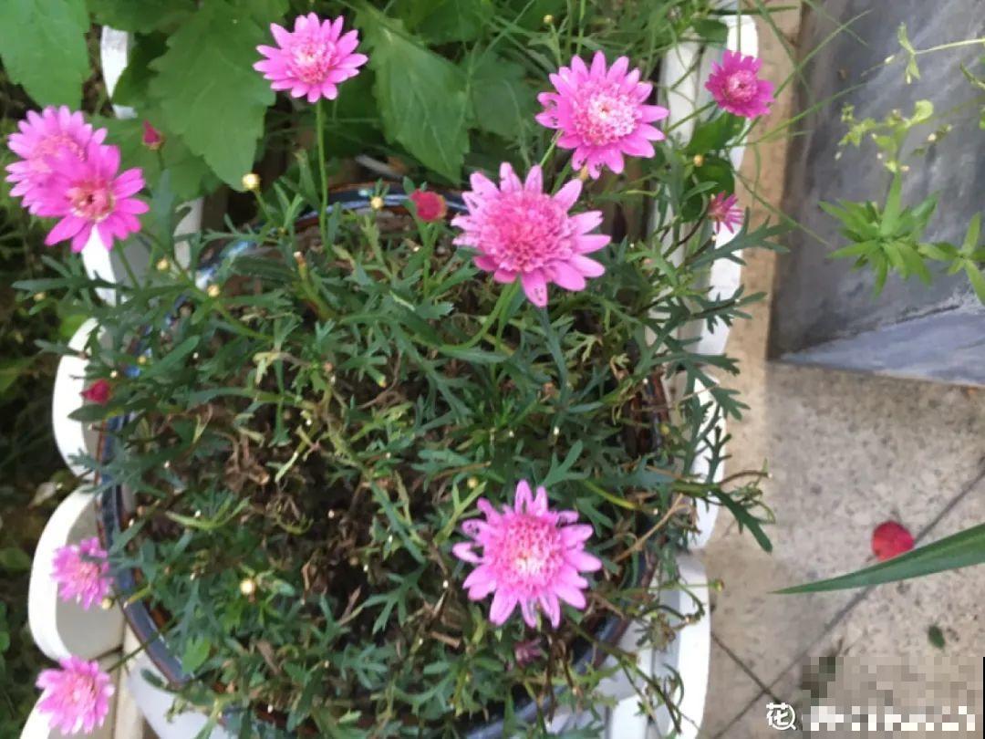 三伏已过,这花可以处理了,晚了错过开花! 三伏已过,这花可以处理了,晚了错过开花!