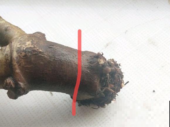 这花拔起来没有根,赶紧换盆,不然活不过俩月! 这花拔起来没有根,赶紧换盆,不然活不过俩月!