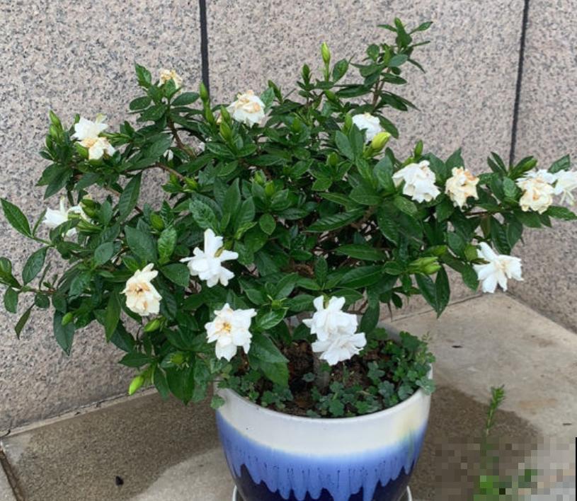 马上处暑了,这5种花最怕闷,别再浇水了! 马上处暑了,这5种花最怕闷,别再浇水了!