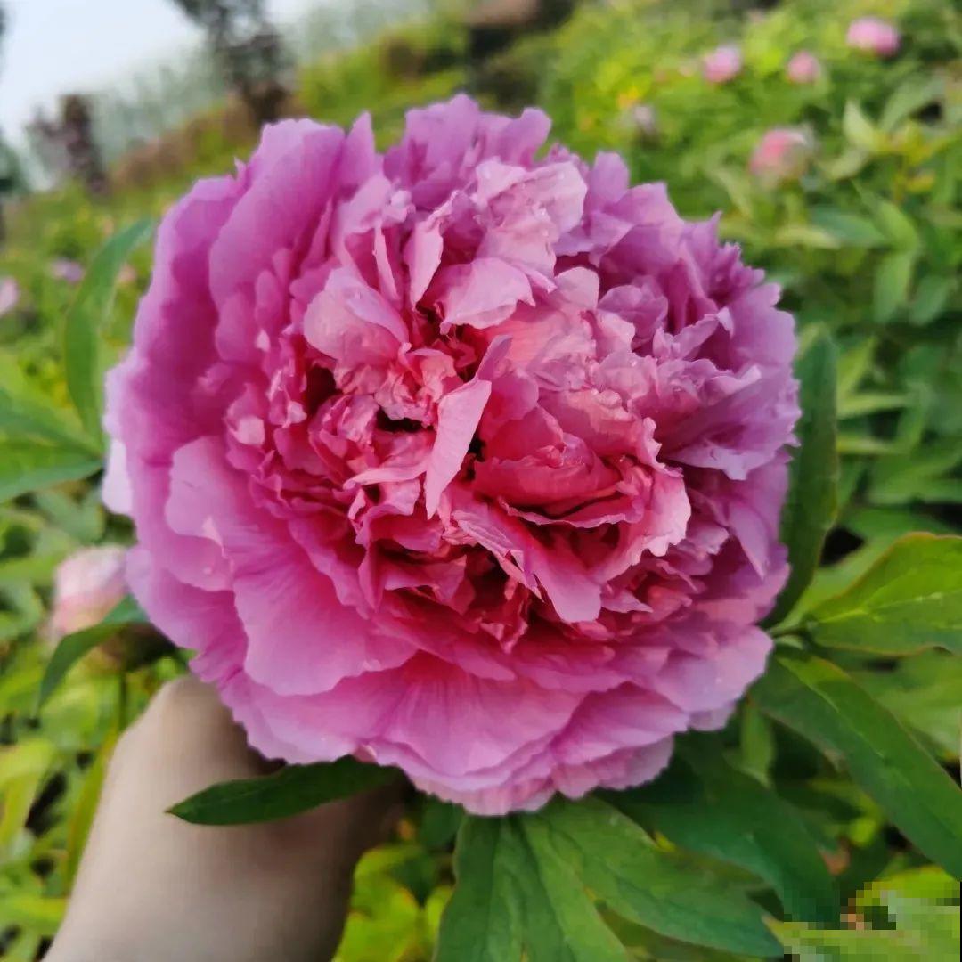 这花只能秋天养,埋土里就活,晚了再等一整年! 这花只能秋天养,埋土里就活,晚了再等一整年!