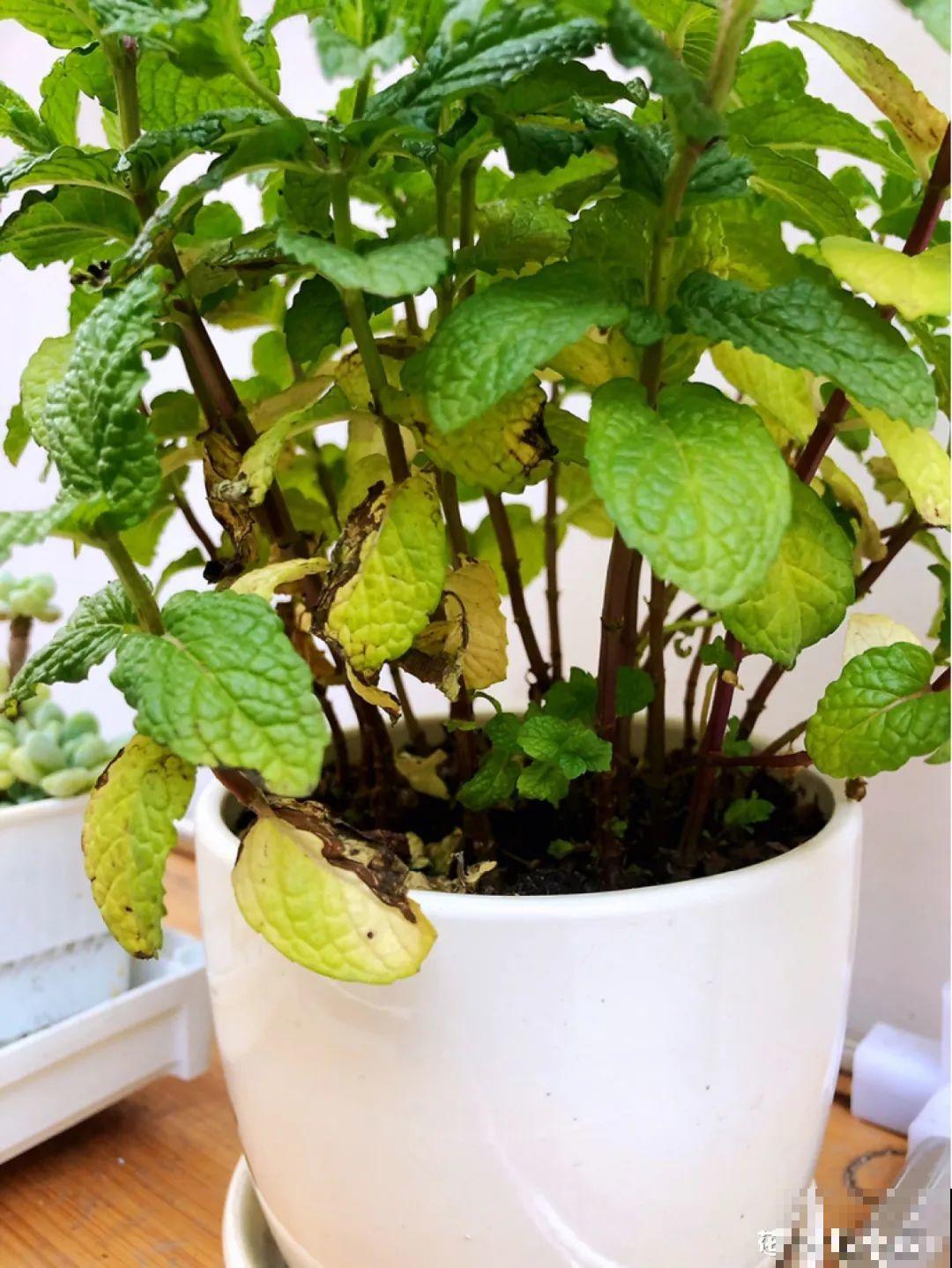 20种花秋天浇水避坑指南,现在就注意,来年长更好! 20种花秋天浇水避坑指南,现在就注意,来年长更好!