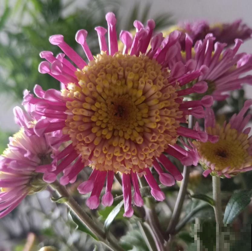 小巧霸气的女王菊，品种众多，养在阳台特美！